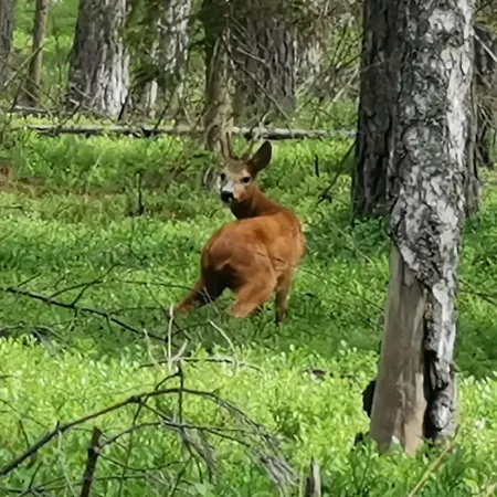 Serce Puszczy Wiartel