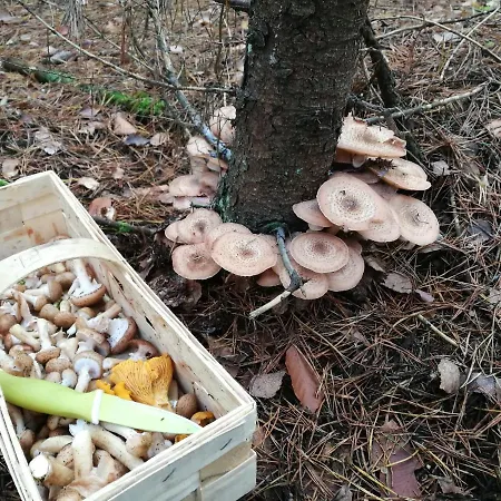 アパート Serce Puszczy ビアルテル