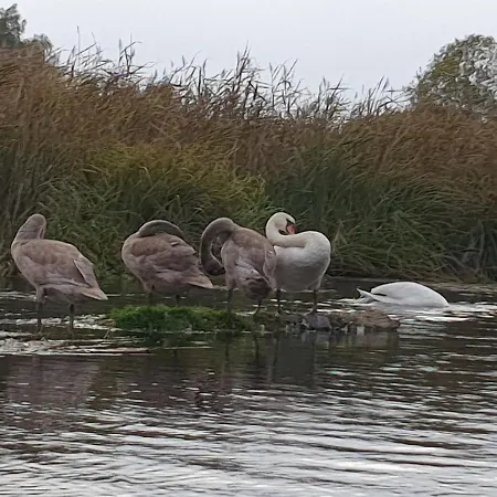 Serce Puszczy Wiartel