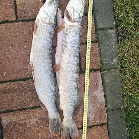 Serce Puszczy Apartmán