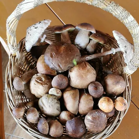 Serce Puszczy Apartmán